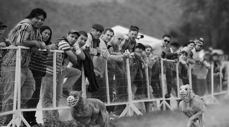 Chile da un paso de esperanza hacia el fin de las carreras de galgos