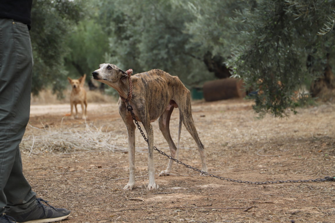 “Los galgos no pueden esperar más”: Agrupaciones animalistas convocan a manifestación clave frente al Congreso antes de histórica votación